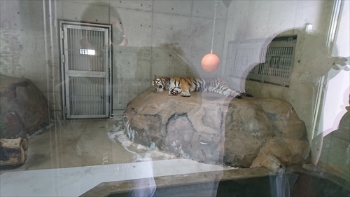 25日・天王寺動物園！